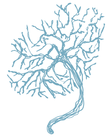 Claudia van Dijk logo